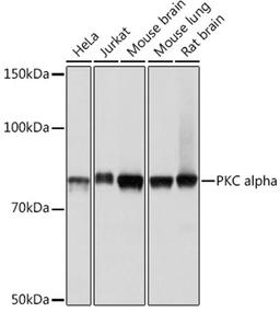 Western blot - PKC alpha pAb (A11107)