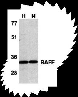Western blot analysis of BAFF in human HL60 cell lysate (H) and mouse spleen tissue lysate (M) with BAFF antibody at 1 μg/mL.