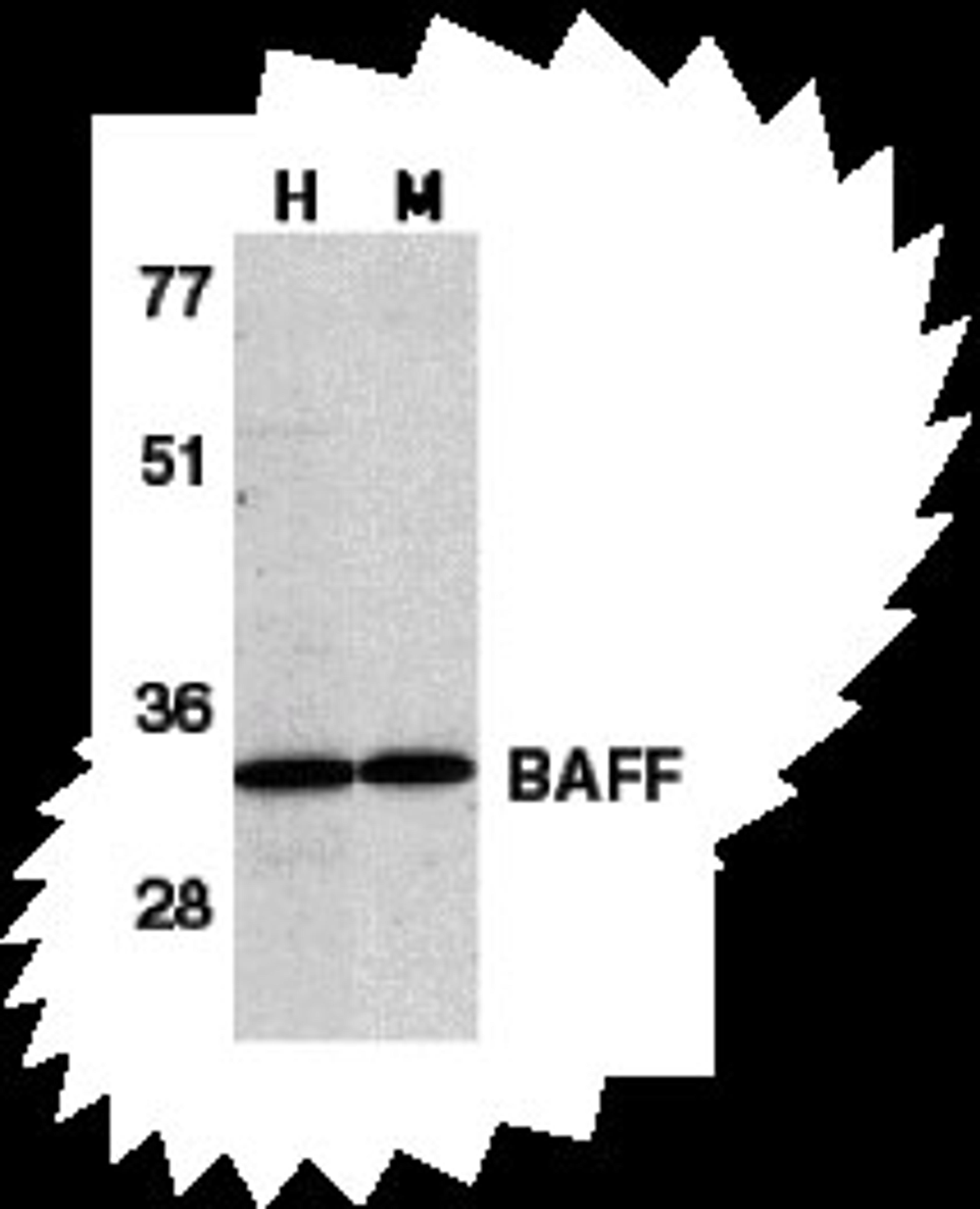 Western blot analysis of BAFF in human HL60 cell lysate (H) and mouse spleen tissue lysate (M) with BAFF antibody at 1 μg/mL.