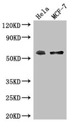 Western Blot. Positive WB detected in: Hela whole cell lysate, MCF-7 whole cell lysate. All lanes: PUF60 antibody at 2.7ug/ml. Secondary. Goat polyclonal to rabbit IgG at 1/50000 dilution. Predicted band size: 60, 59, 56, 55, 58 kDa. Observed band size: 60 kDa. 