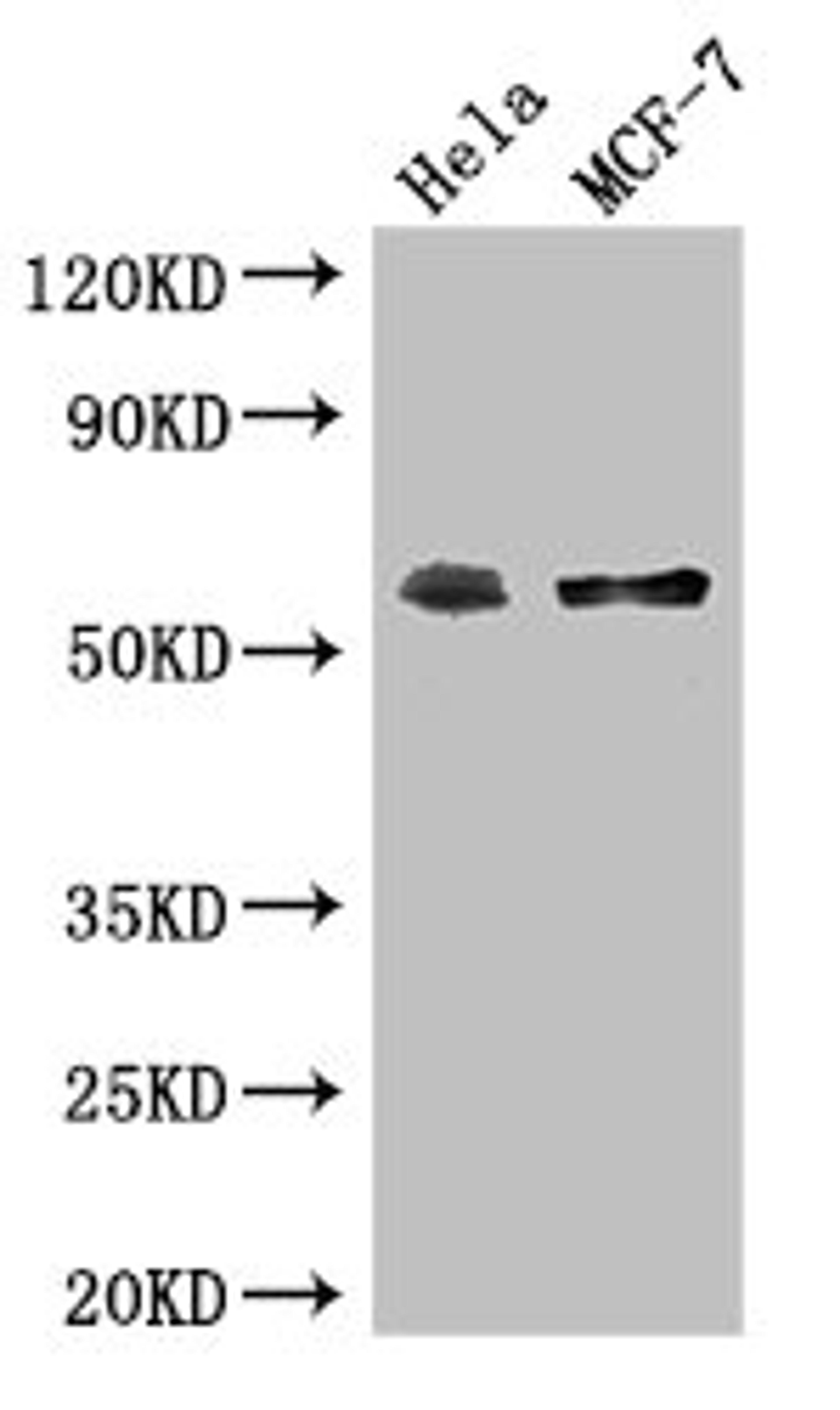 Western Blot. Positive WB detected in: Hela whole cell lysate, MCF-7 whole cell lysate. All lanes: PUF60 antibody at 2.7ug/ml. Secondary. Goat polyclonal to rabbit IgG at 1/50000 dilution. Predicted band size: 60, 59, 56, 55, 58 kDa. Observed band size: 60 kDa. 