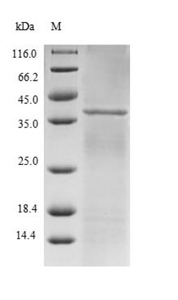 (Tris-Glycine gel) Discontinuous SDS-PAGE (reduced) with 5% enrichment gel and 15% separation gel.