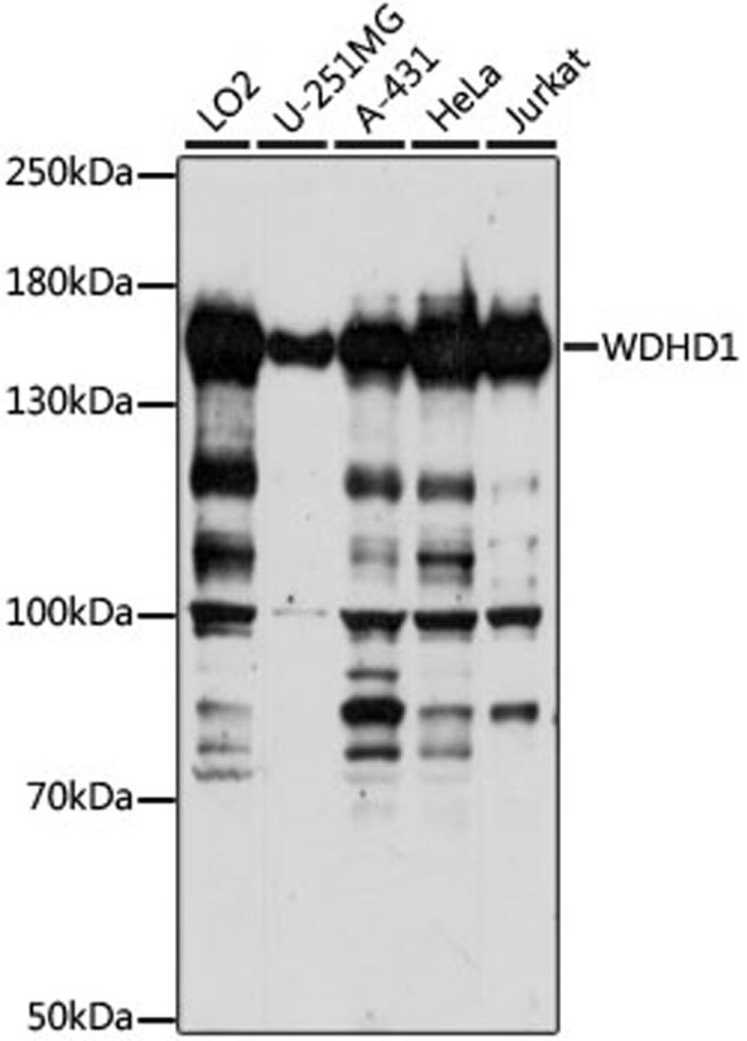 Western blot - WDHD1 antibody (A15396)