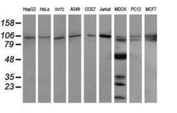 Western Blot: PIK3R5 Antibody (4G9) [NBP2-46413] - Analysis of extracts (35ug) from 9 different cell lines (HepG2: human; HeLa: human; SVT2: mouse; A549: human; COS7: monkey; Jurkat: human; MDCK: canine; PC12: rat; MCF7: human).