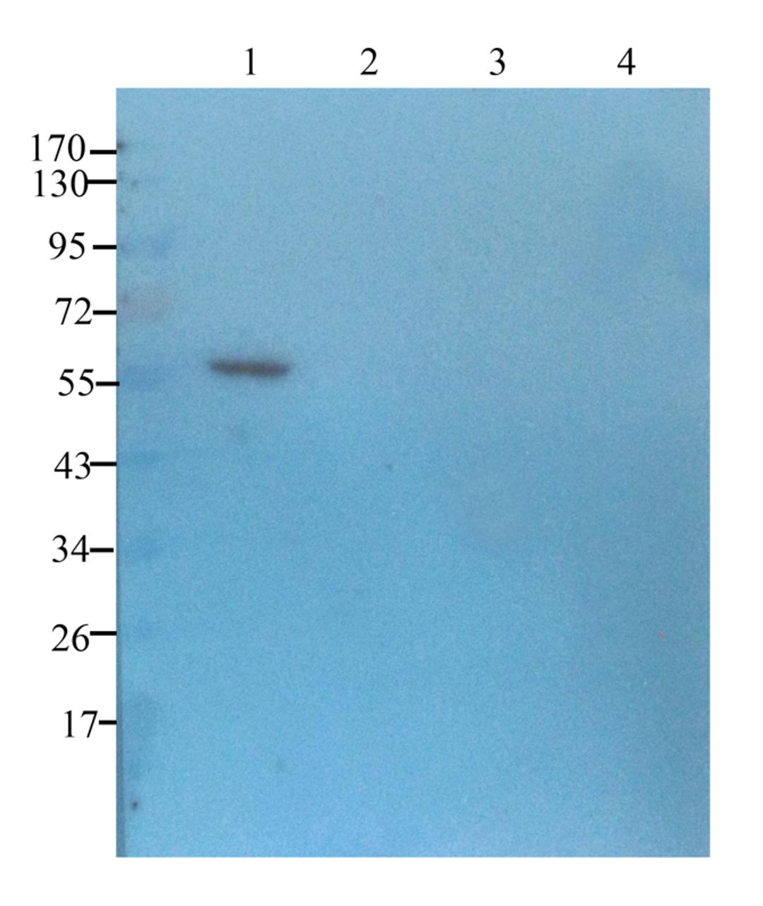 using Prostaglandin E synthase 2 antibody (1 ug/ml)