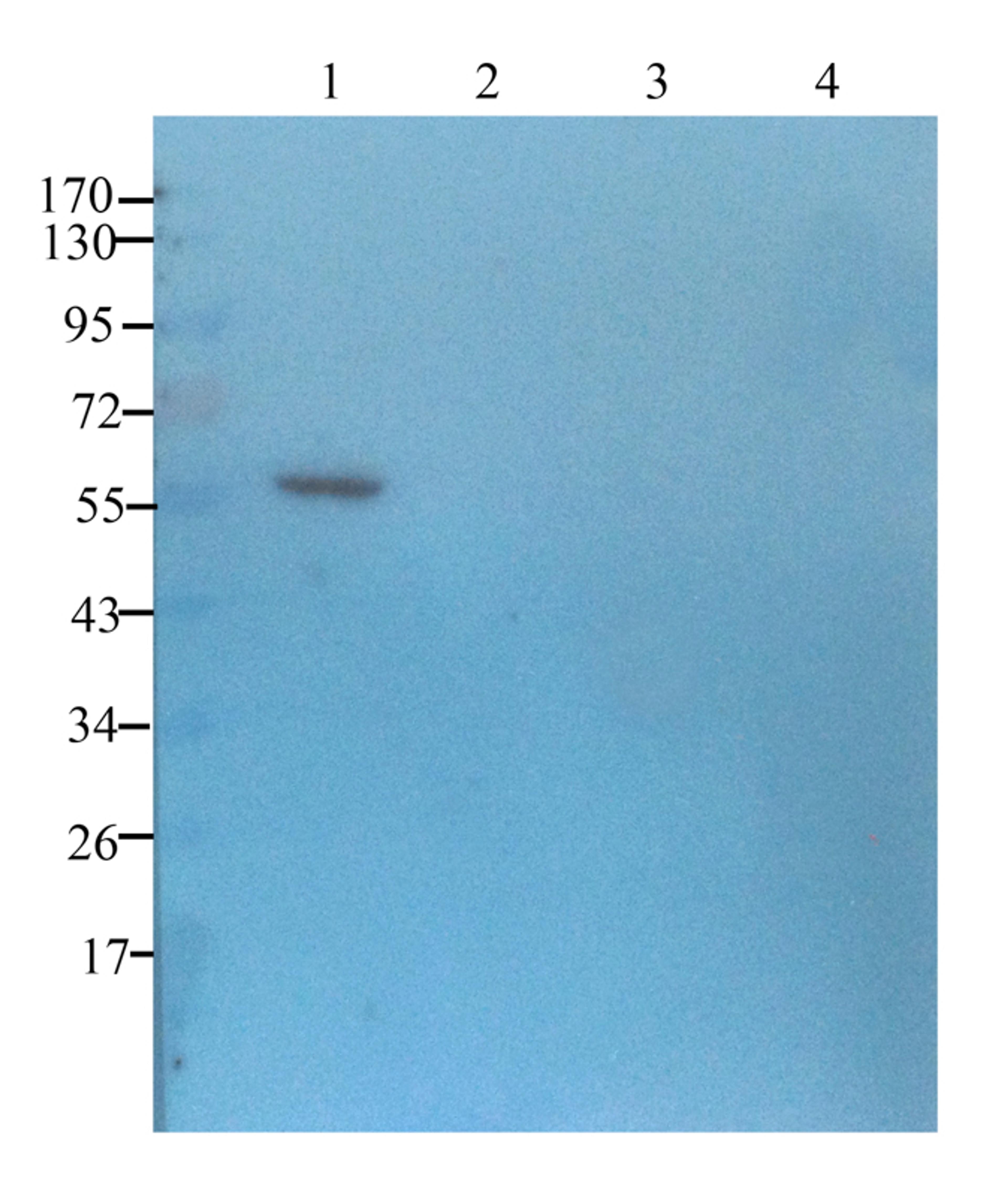 using Prostaglandin E synthase 2 antibody (1 ug/ml)