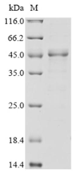 (Tris-Glycine gel) Discontinuous SDS-PAGE (reduced) with 5% enrichment gel and 15% separation gel.