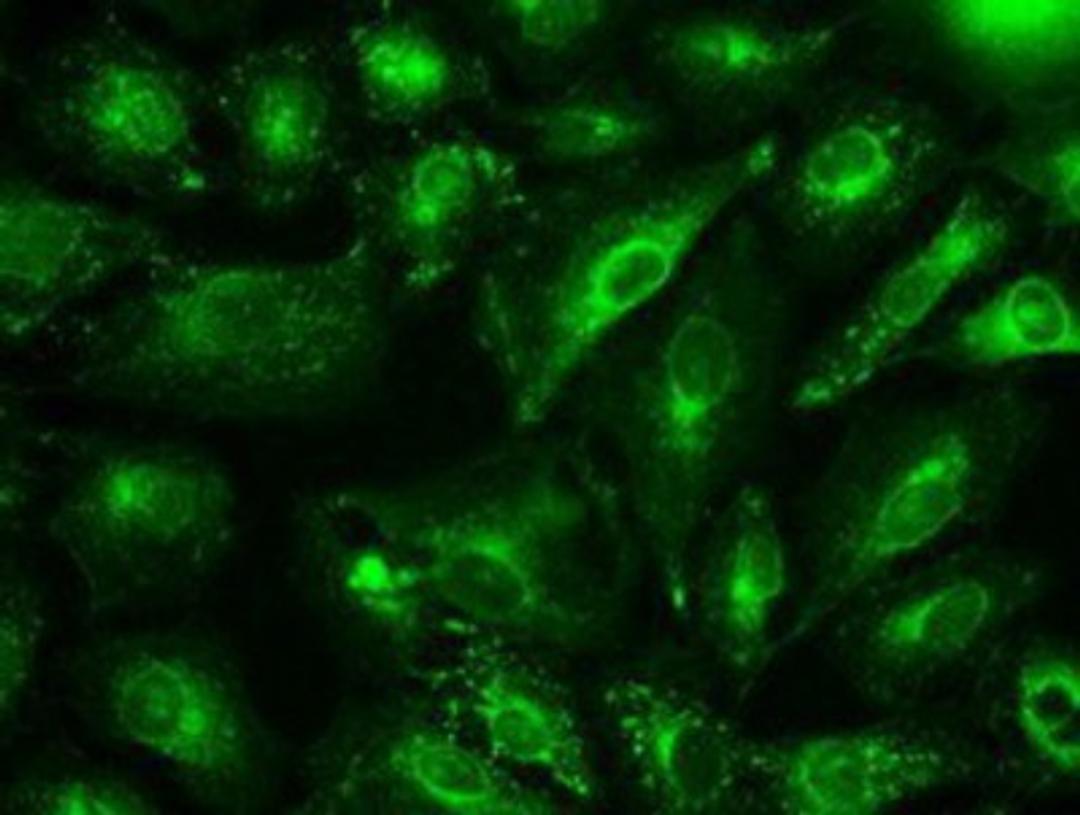 Immunocytochemistry/Immunofluorescence: GAD1/GAD67 Antibody (3G9) [NBP1-48272] - Immunofluorescent staining of A549 cells using anti-GAD1/GAD67 mouse monoclonal antibody.