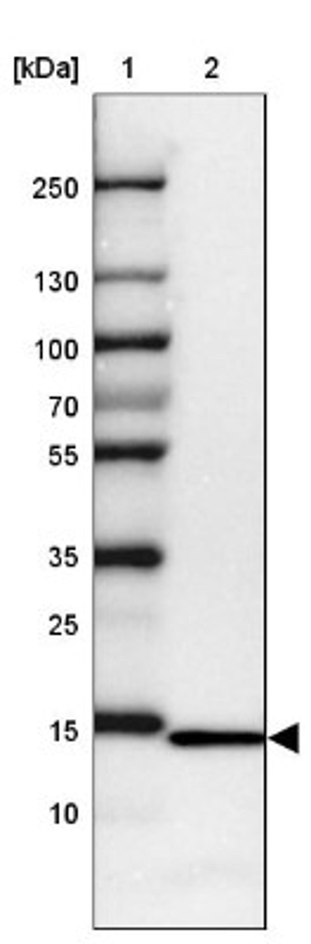 Western Blot: RPL36 Antibody [NBP2-13255] - Lane 1: Marker [kDa] 250, 130, 100, 70, 55, 35, 25, 15, 10<br/>Lane 2: HEK 293