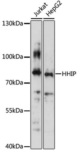 Western blot - HHIP antibody (A3260)