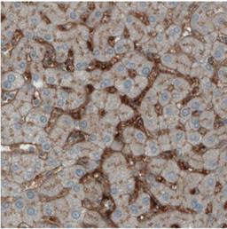 Immunohistochemistry: ITIH4 Antibody (CL1858) [NBP2-34492] - Immunohistochemical staining of human liver shows immunoreactivity in sinusoids.