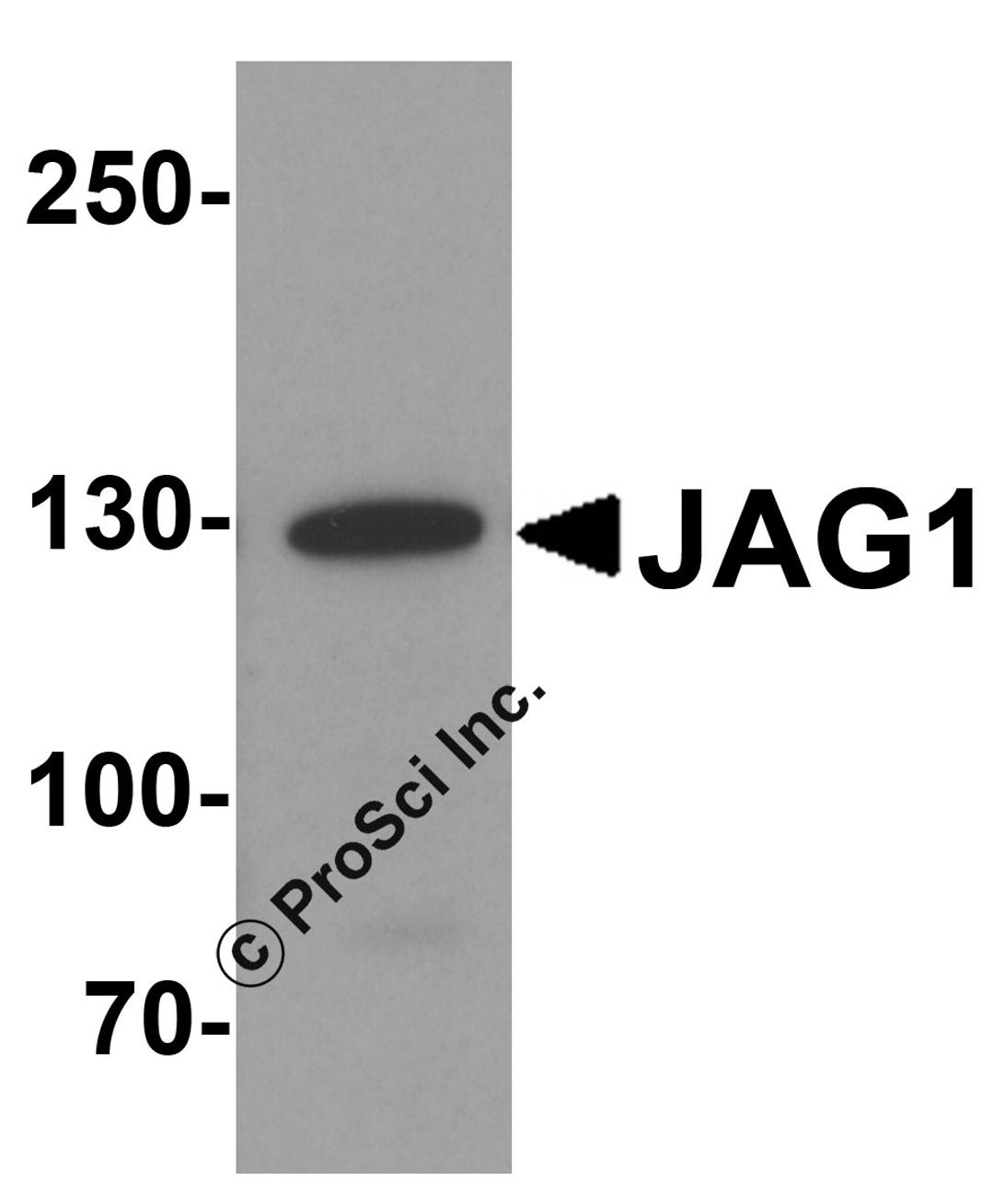 Western blot analysis of JAG1 in HeLa cell lysate with JAG1 antibody at 1 μg/ml.