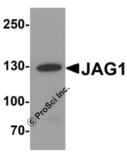 Western blot analysis of JAG1 in HeLa cell lysate with JAG1 antibody at 1 μg/ml.