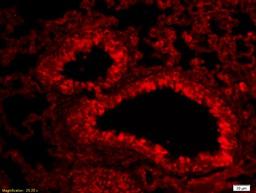 Immunohistochemical analysis of formalin-fixed paraffin embedded bone of mouse embryo tissue using Aggrecan antibody (dilution at 1:200)