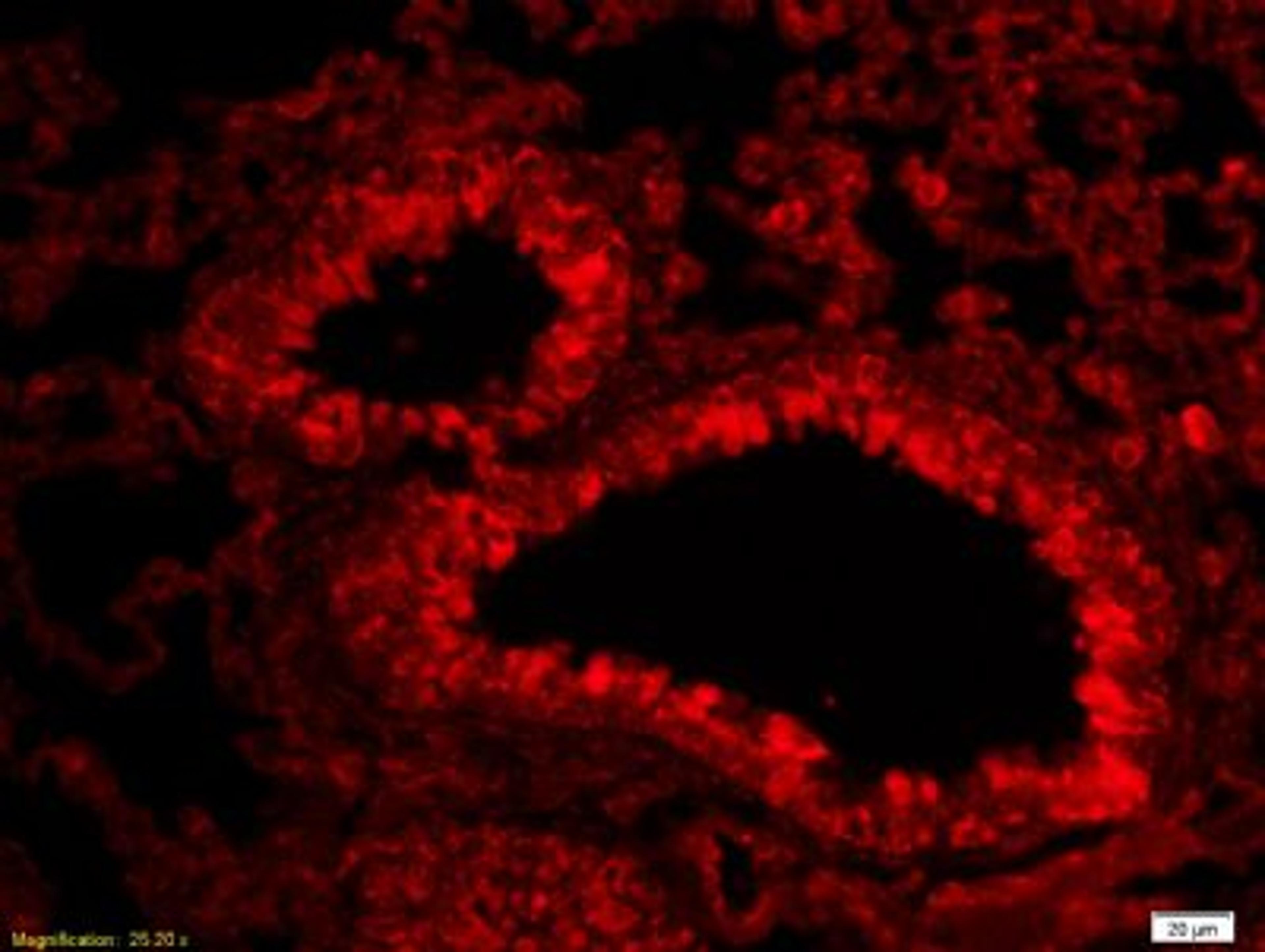 Immunohistochemical analysis of formalin-fixed paraffin embedded bone of mouse embryo tissue using Aggrecan antibody (dilution at 1:200)