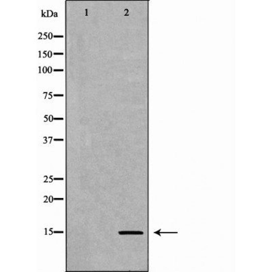 Western blot analysis of HeLa cell line and H3 protein expressed in E.coli using Histone H3K9me1 antibody