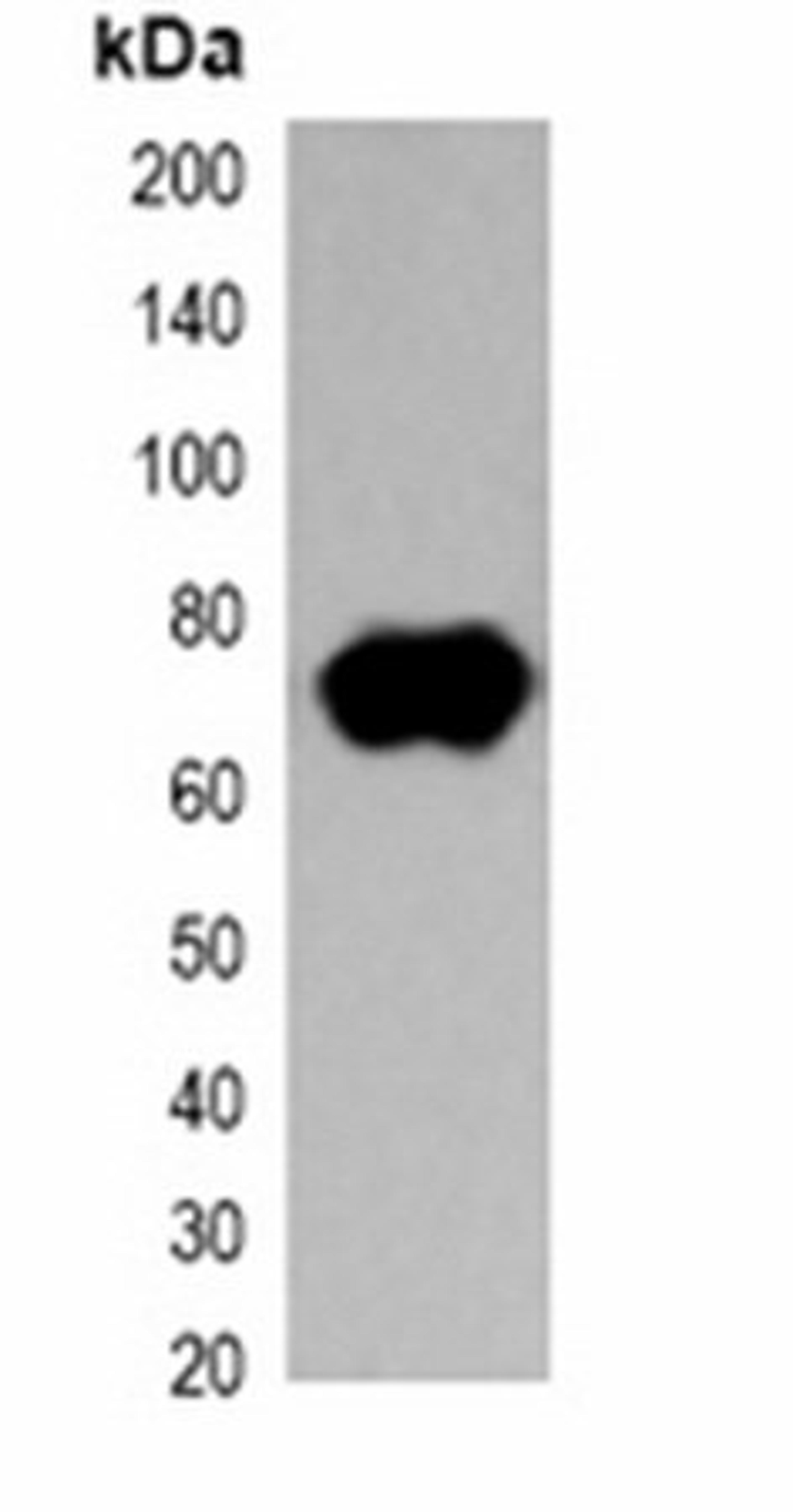 Western blot analysis of 293T cell lysate using Strep-tag II antibody