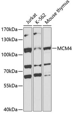 Western blot - MCM4 antibody (A3018)