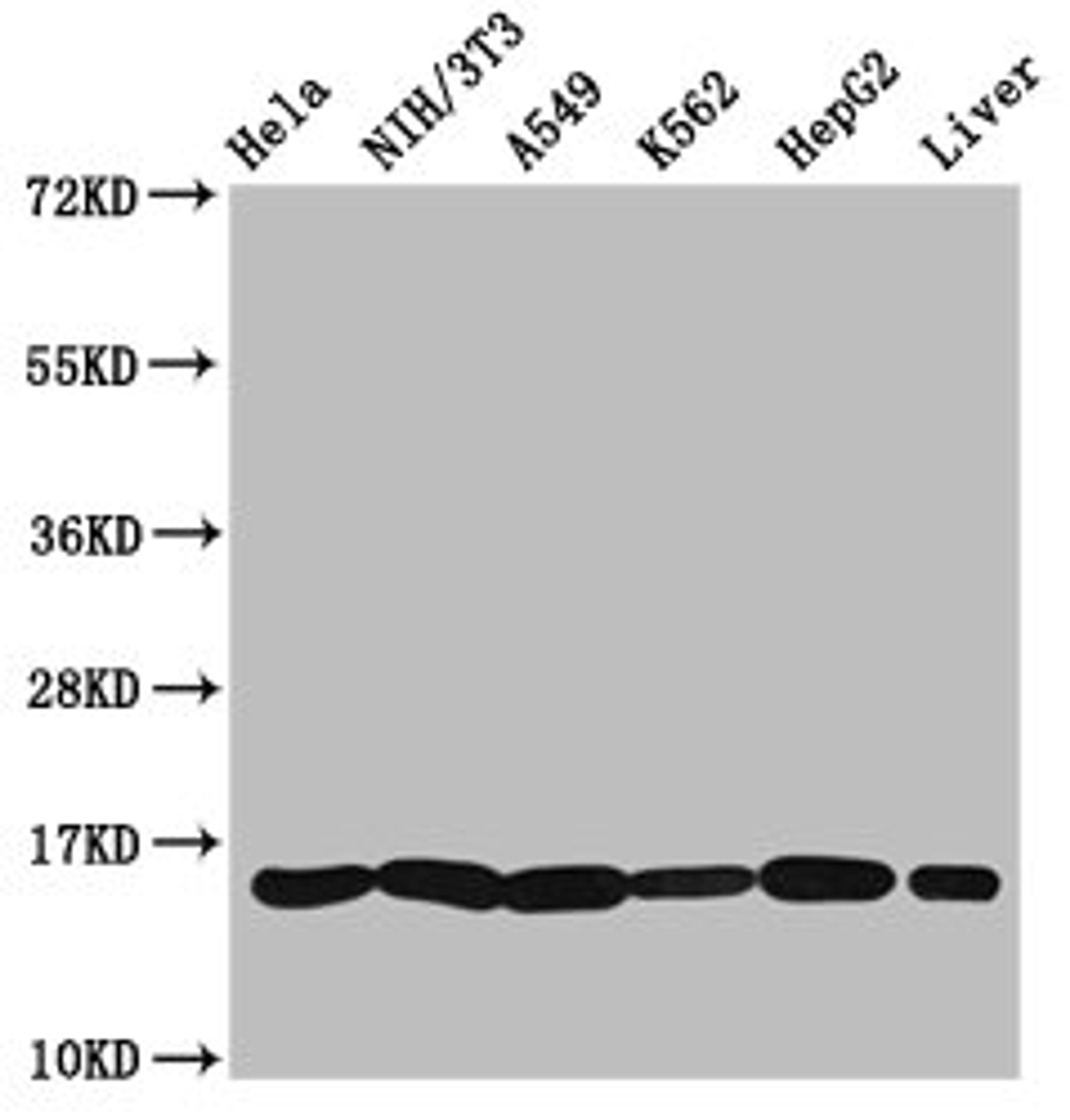 Western Blot. Positive WB detected in: Hela whole cell lysate, NIH/3T3 whole cell lysate, A549 whole cell lysate, K562 whole cell lysate, HepG2 whole cell lysate, Rat liver tissue. All lanes: HIST1H3A antibody at 1.36µg/ml. Secondary. Goat polyclonal to rabbit IgG at 1/50000 dilution. Predicted band size: 16 kDa. Observed band size: 16 kDa