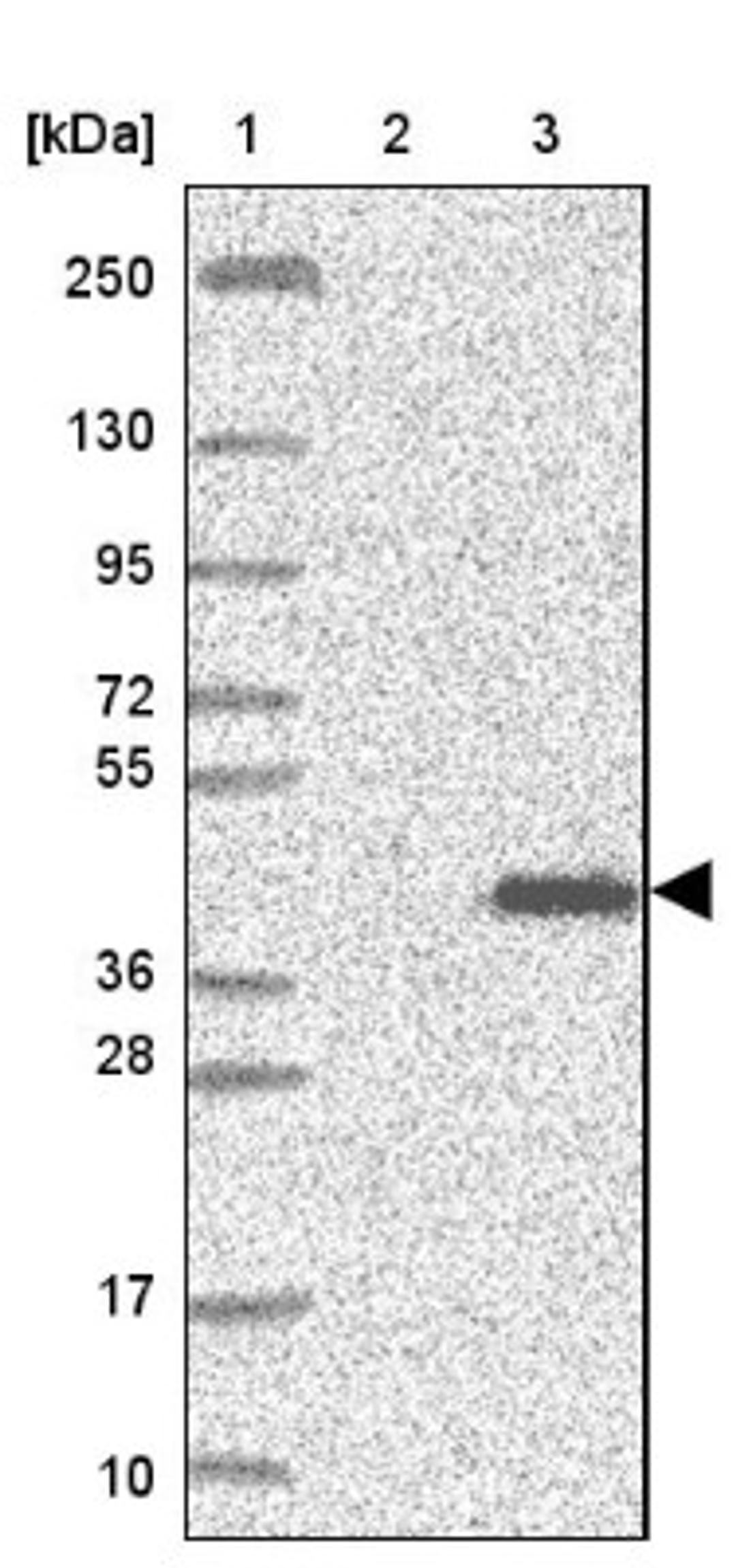 Western Blot: C1orf69 Antibody [NBP1-94027] - Lane 1: Marker [kDa] 250, 130, 95, 72, 55, 36, 28, 17, 10<br/>Lane 2: Negative control (vector only transfected HEK293T lysate)<br/>Lane 3: Over-expression lysate (Co-expressed with a C-terminal myc-DDK tag (~3.1 kDa) in mammalian HEK293T cells, LY423195)