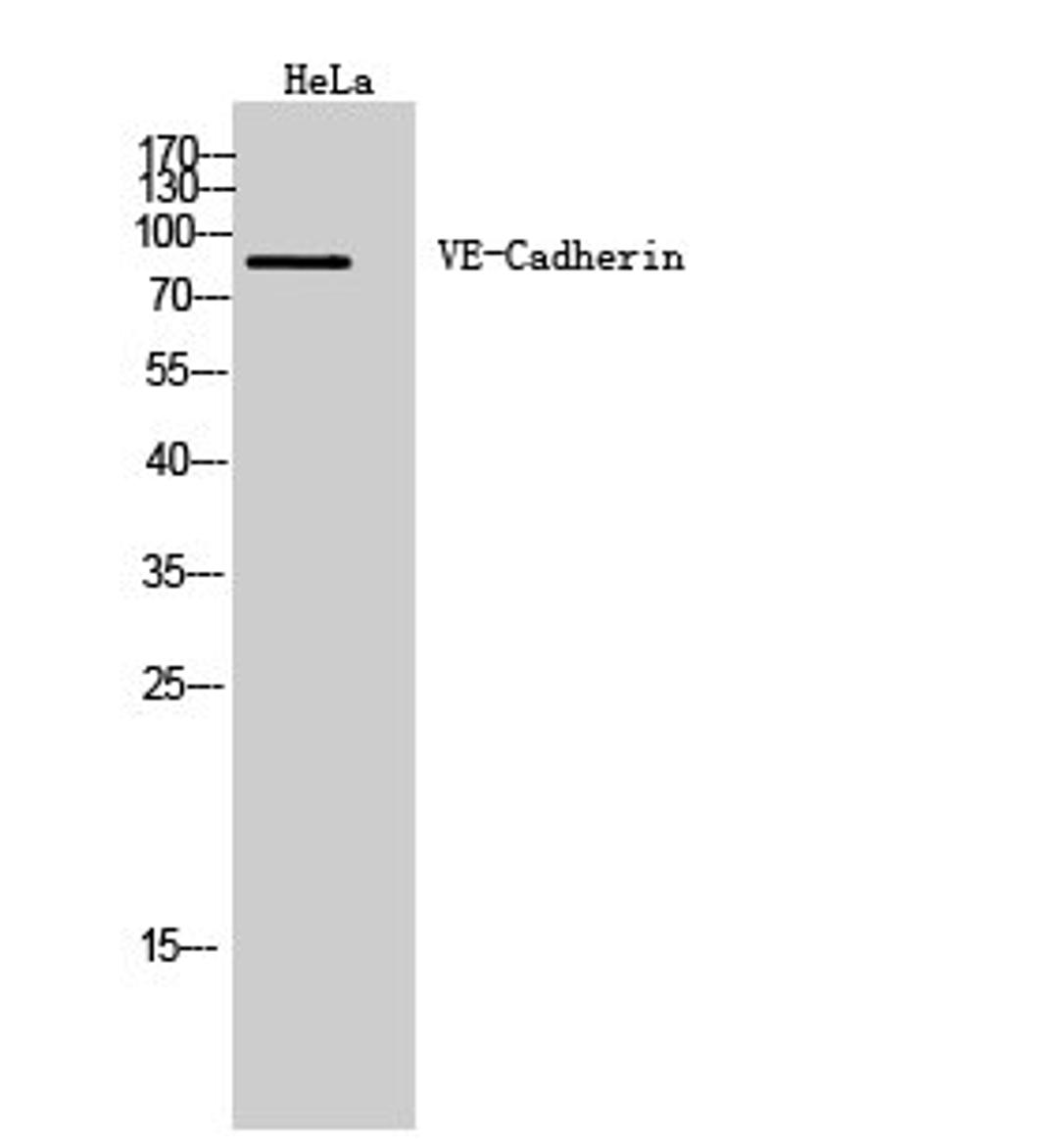 Western Blot analysis of HeLa cells using VE-Cadherin antibody