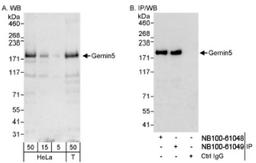 Western Blot: Gemin 5 Antibody [NB100-61049] - Detection of Human Gemin5 on HeLa whole cell lysate using NB100-61049. Gemin5 was also immunoprecipitated by rabbit anti-Gemin5 antibody NB100-61048.