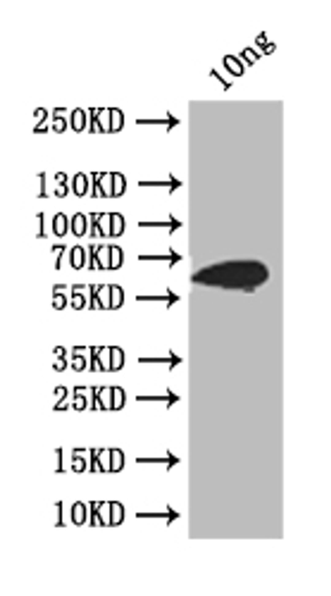 Western Blot. Positive WB detected in: recombinant protein. All lanes: ply Antibody at 1:1000. Secondary. Goat polyclonal to rabbit IgG at 1/50000 dilution. Predicted band size: 66 kDa. Observed band size: 66 kDa.