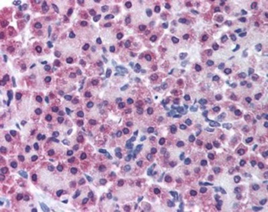 Immunohistochemistry-Paraffin: STEAP4 Antibody [NB100-80831] - Pancreas: Formalin-Fixed Paraffin-Embedded (FFPE)