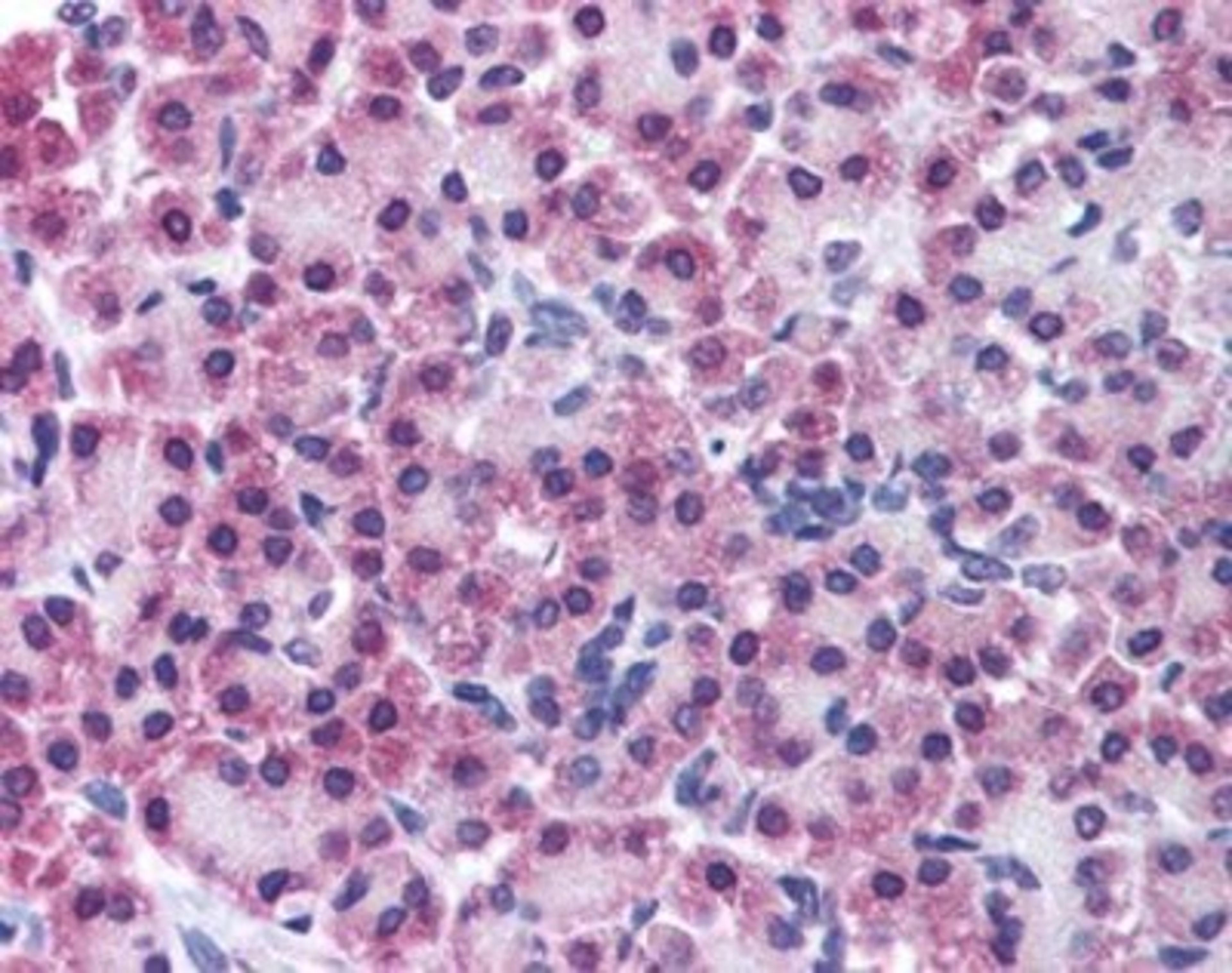 Immunohistochemistry-Paraffin: STEAP4 Antibody [NB100-80831] - Pancreas: Formalin-Fixed Paraffin-Embedded (FFPE)