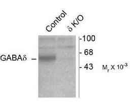 Western Blot: GABA A Receptor delta Antibody [NB300-200] - Mouse cerebellar lysates from wild type (Control) and d-knockout (d-K/O) animals showing specific immunolabeling of the ~52k d-subunit of the GABAA-R. The labeling was absent from a lysate prepared from d-knockout animals.