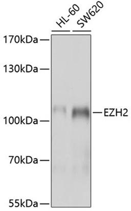 Western blot - EZH2 antibody (A5743)