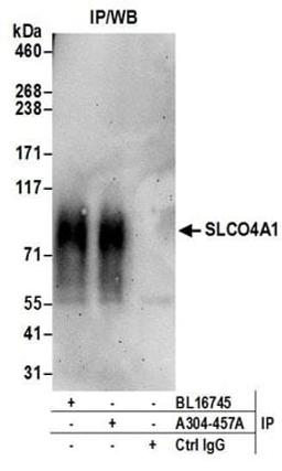 Detection of human SLCO4A1 by western blot of immunoprecipitates.