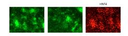 Antibody used in IF on Human Embryonic Stem at 1:250 dilution.