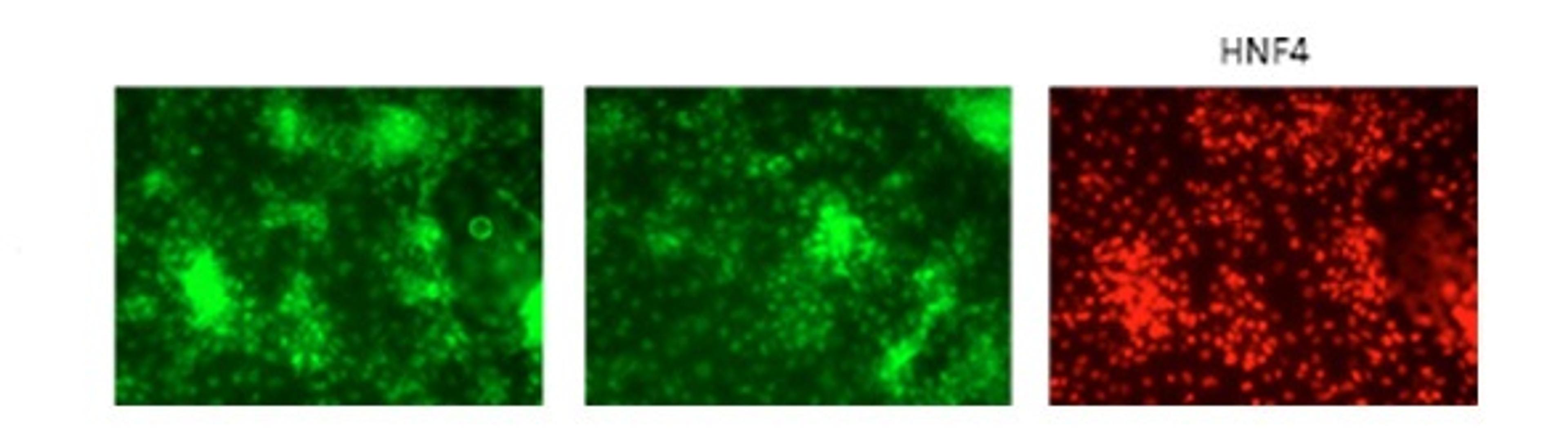 Antibody used in IF on Human Embryonic Stem at 1:250 dilution.