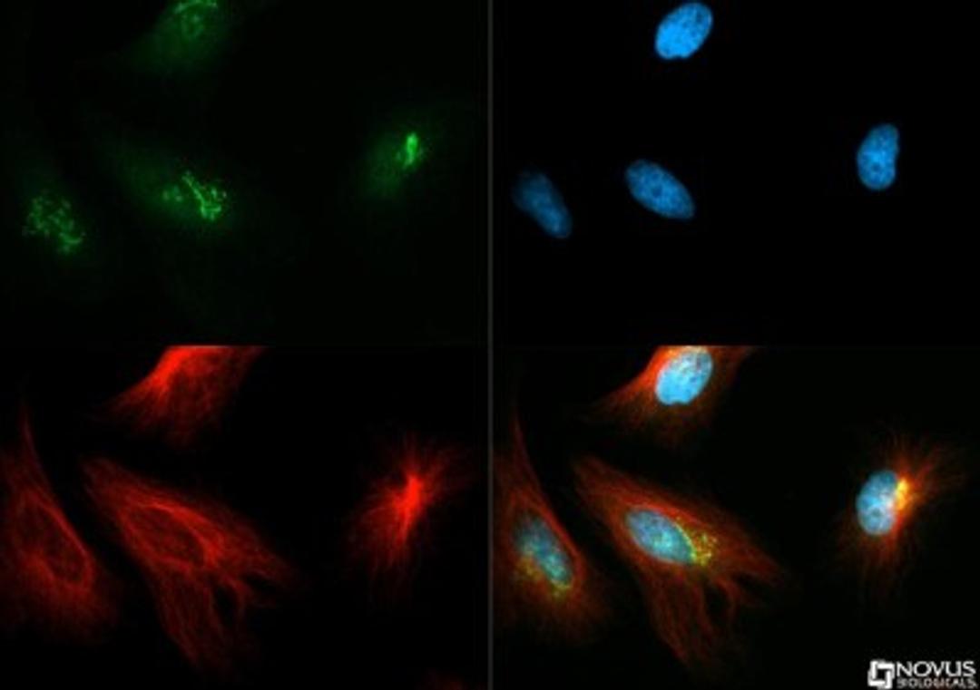 Immunocytochemistry/Immunofluorescence: TGN46 Antibody [NBP1-49643] - TGOLN2 antibody was tested in HeLa cells with Dylight 488 (green). Nuclei and alpha-tubulin were counterstained with DAPI (blue) and Dylight 550 (red).