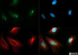 Immunocytochemistry/Immunofluorescence: TGN46 Antibody [NBP1-49643] - TGOLN2 antibody was tested in HeLa cells with Dylight 488 (green). Nuclei and alpha-tubulin were counterstained with DAPI (blue) and Dylight 550 (red).