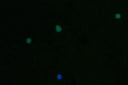 Immunofluorescence staining of Jurkat cell with CSB-RA789332A0HU at 1:50, counter-stained with DAPI. The cells were fixed in 4% formaldehyde and blocked in 10% normal Goat Serum. The cells were then incubated with the antibody overnight at 4°C. The secondary antibody was Alexa Fluor 562-congugated AffiniPure Goat Anti-Rabbit IgG(H+L).