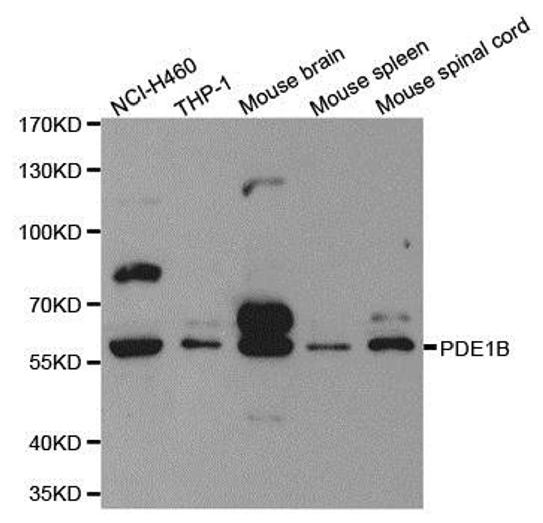 Western blot analysis of extracts of various cell lines using PDE1B antibody