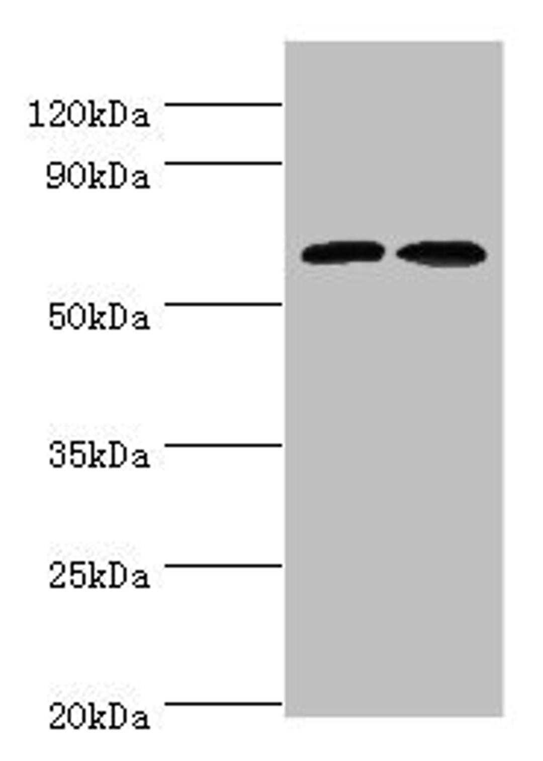 Western blot. All lanes: CREB3L2 antibody at 6ug/ml. Lane 1: Mouse liver tissue. Lane 2: Mouse lung tissue. Secondary. Goat polyclonal to rabbit IgG at 1/10000 dilution. Predicted band size: 58, 51, 28 kDa. Observed band size: 58 kDa. 