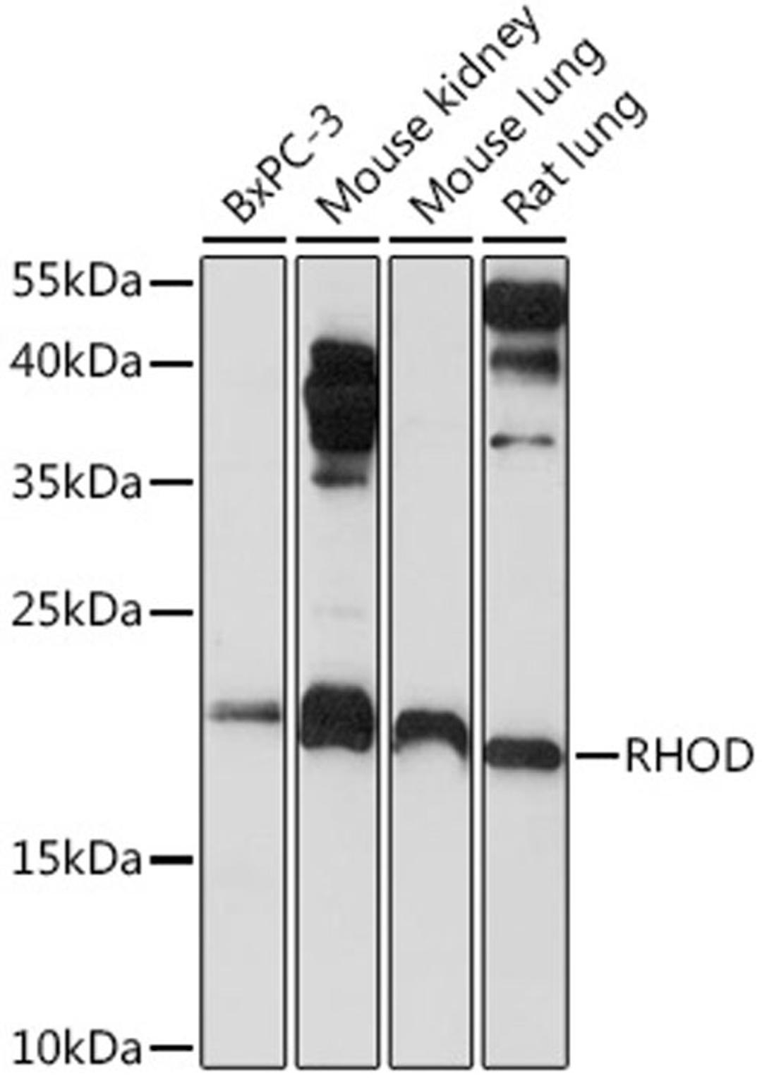 Western blot - RHOD Rabbit pAb (A6463)