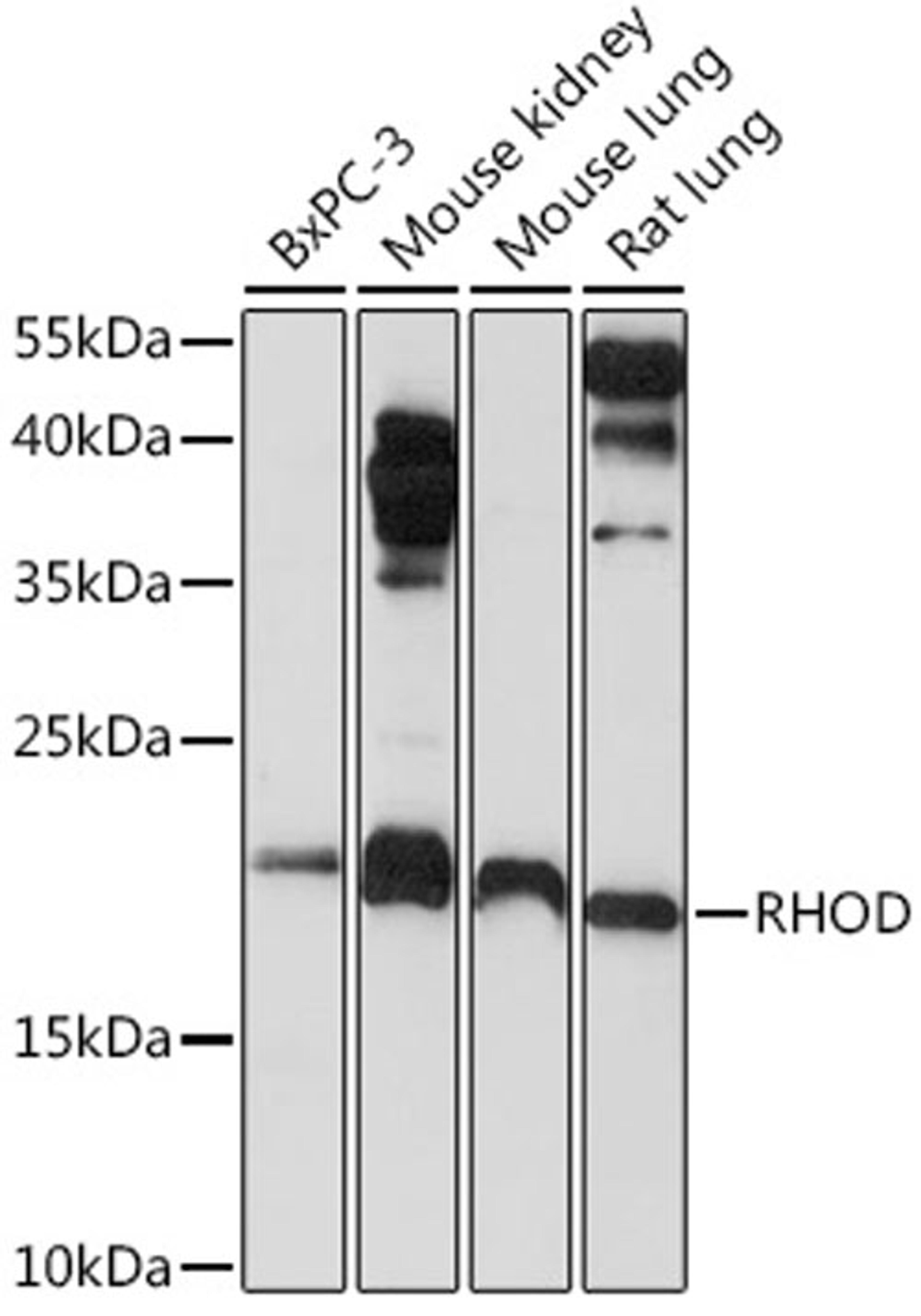 Western blot - RHOD Rabbit pAb (A6463)