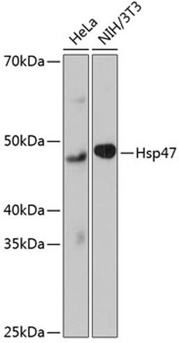 Western blot - Hsp47 Rabbit mAb (A11698)