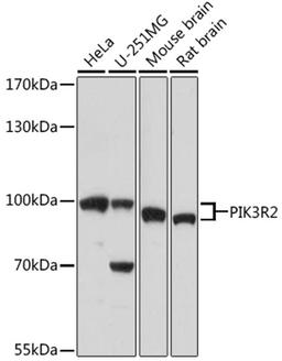 Western blot - PIK3R2 antibody (A17433)