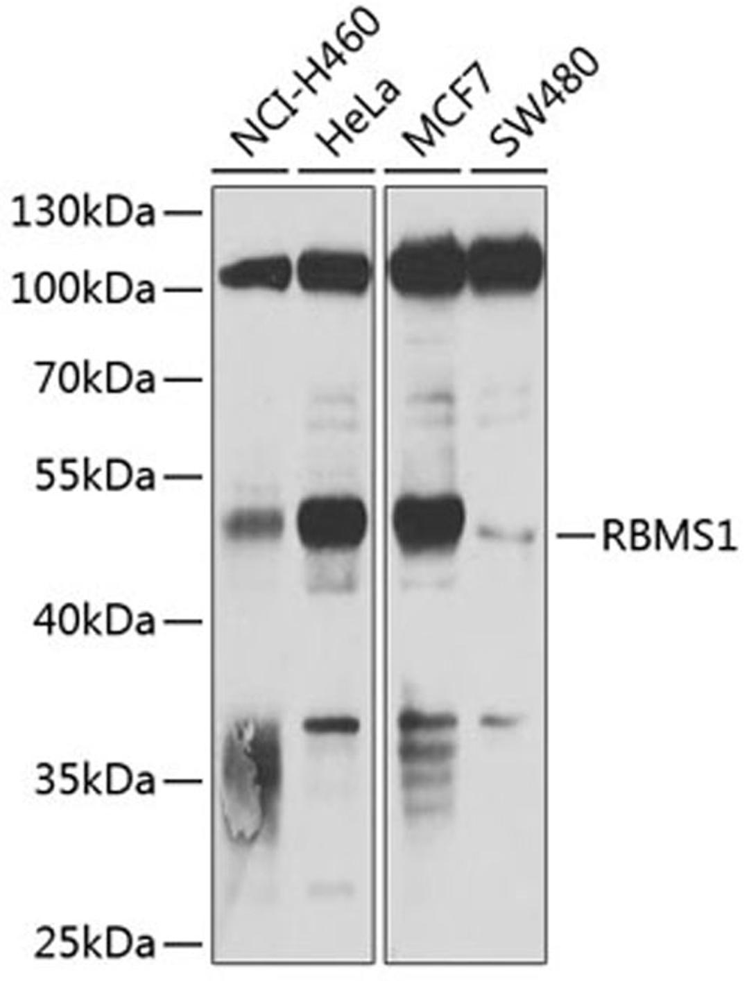 Western blot - RBMS1 antibody (A3079)