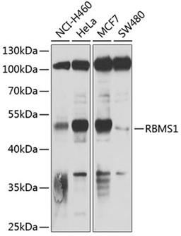 Western blot - RBMS1 antibody (A3079)