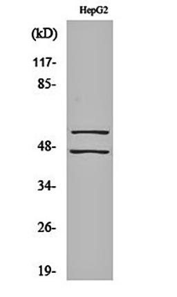 Western blot analysis of HepG2 cell lysates using JNK1/2/3 (phospho-Y185) antibody