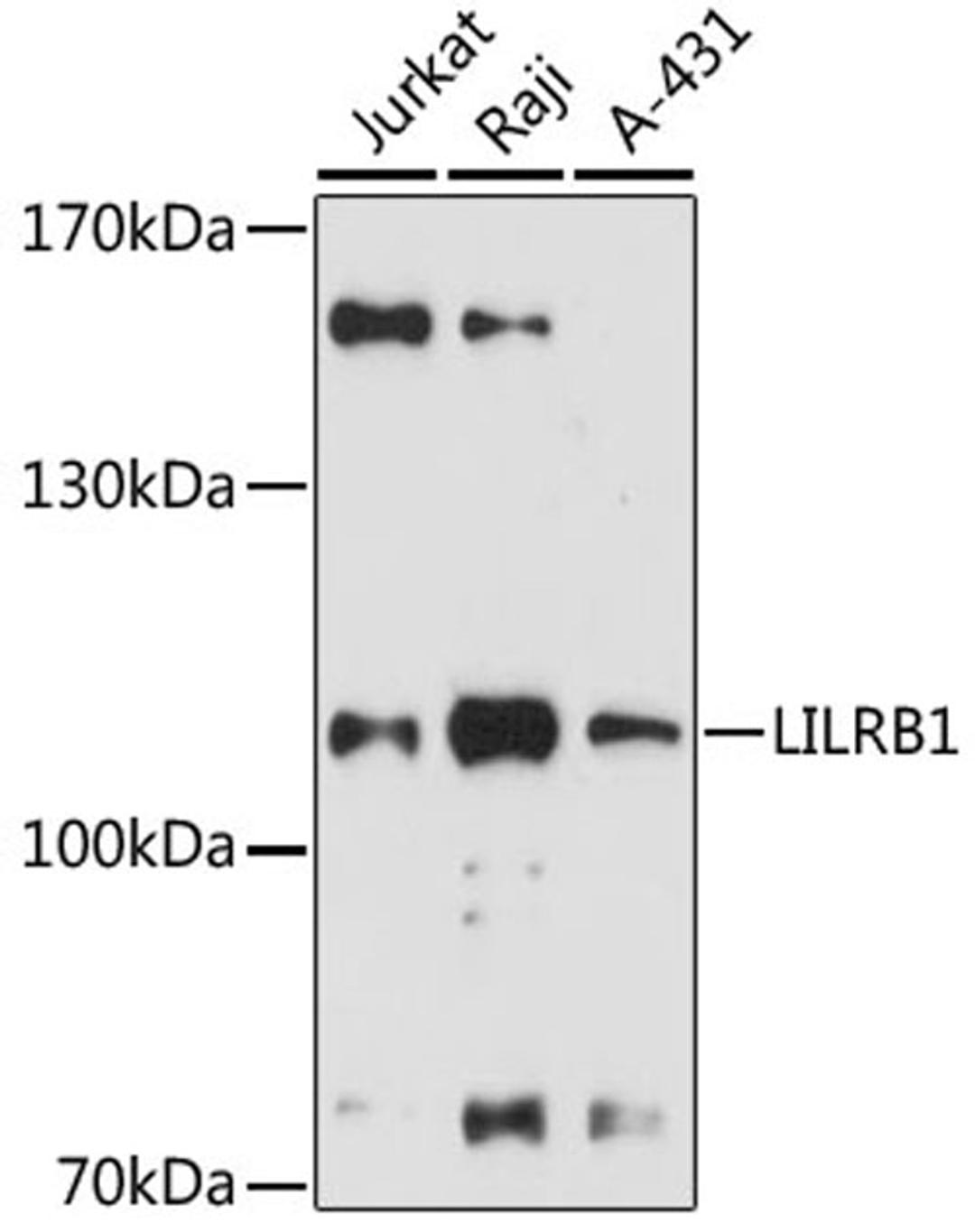 Western blot - LILRB1 antibody (A12827)