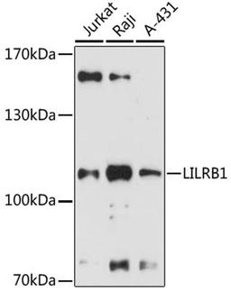 Western blot - LILRB1 antibody (A12827)