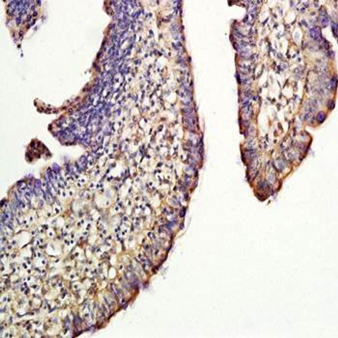 Immunohistochemical analysis of formalin-fixed and paraffin embedded chicken ileum tissue (Dilutin at:1:300) using CD44v6 antibody