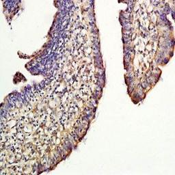 Immunohistochemical analysis of formalin-fixed and paraffin embedded chicken ileum tissue (Dilutin at:1:300) using CD44v6 antibody